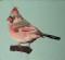 BFC0433 Cardinals