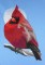 BFC0433 Cardinals