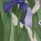 BFC0434 Windows - Iris Fields