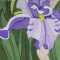 BFC0434 Windows - Iris Fields