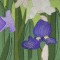 BFC0434 Windows - Iris Fields