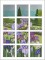 BFC0434 Windows - Iris Fields