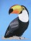 BFC0438 Tropical Birds
