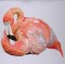 BFC0438 Tropical Birds