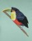 BFC0438 Tropical Birds