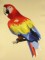 BFC0438 Tropical Birds