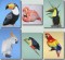 BFC0438 Tropical Birds