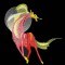 BFC0440 Fantasy-Horses