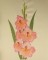 BFC0441 Floral Favorites