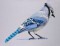BFC0443 Bluejays