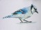 BFC0443 Bluejays