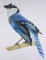 BFC0443 Bluejays
