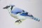 BFC0443 Bluejays