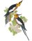RMG444 Cockatiel