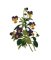 RMG447 Pansies