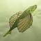 BFC0459 Art Nouveau - Underwater