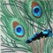 BFC0461 Stained Glass- The Peacock