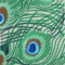 BFC0461 Stained Glass- The Peacock