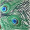 BFC0461 Stained Glass- The Peacock