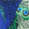 BFC0461 Stained Glass- The Peacock