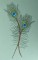 BFC0462 Peacock Feathers