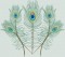 BFC0462 Peacock Feathers