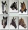 BFC0463 Portraits-Horses