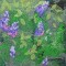 BFC0464 Window - Lady with Lilacs