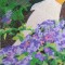 BFC0464 Window - Lady with Lilacs