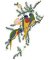 RMG464  Scarlet-Chested Parrots
