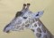 BFC0468 Animals of Africa