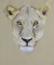 BFC0468 Animals of Africa