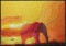 BFC0470 African Nights