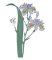 RMG474 iris fimbriata