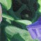 BFC0477 Window - Floral Fantasy II