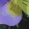 BFC0477 Window - Floral Fantasy II