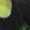 BFC0477 Window - Floral Fantasy II