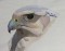 BFC0481 Falcons