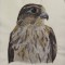 BFC0481 Falcons