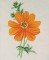 BFC0484 Seed Packet Flower Pack