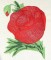BFC0484 Seed Packet Flower Pack