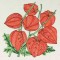 BFC0484 Seed Packet Flower Pack