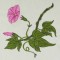 BFC0486 Morning Glory Medley