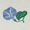 BFC0486 Morning Glory Medley