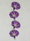 BFC0486 Morning Glory Medley
