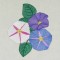 BFC0486 Morning Glory Medley