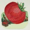 BFC0488 Seed Packets Veggie Pack