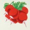 BFC0488 Seed Packets Veggie Pack