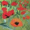 BFC0496 Window - Poppy Fields