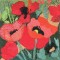 BFC0496 Window - Poppy Fields